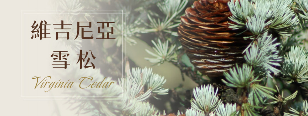 植物故事｜維吉尼亞雪松