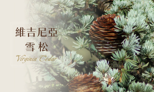 植物故事｜維吉尼亞雪松