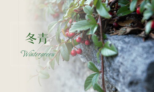植物故事｜冬青