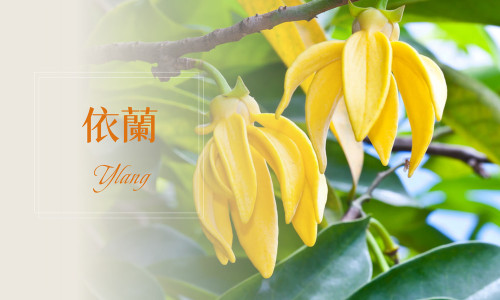 植物故事│依蘭