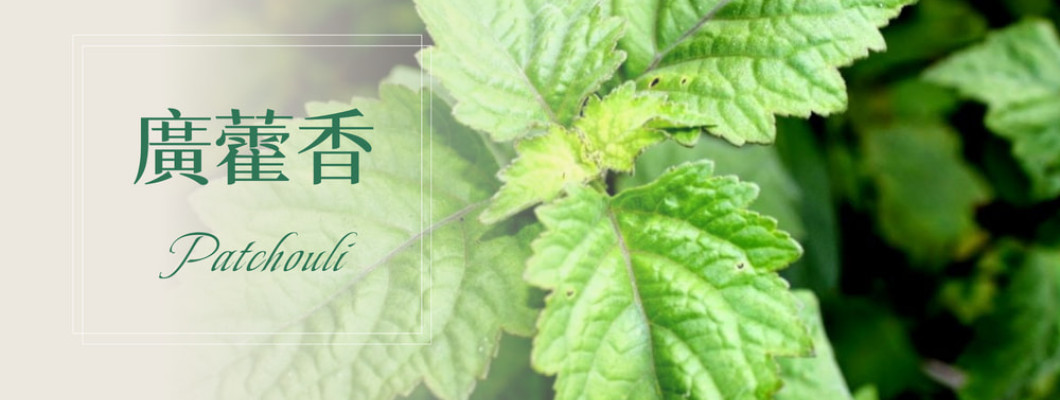 植物故事│廣藿香