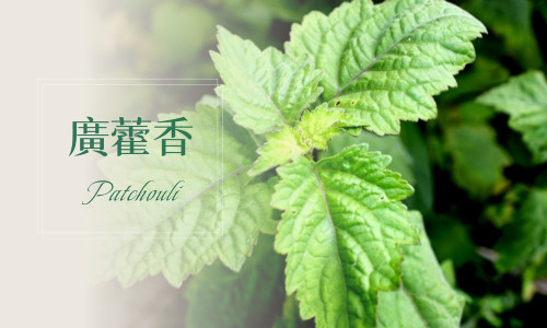 植物故事│廣藿香