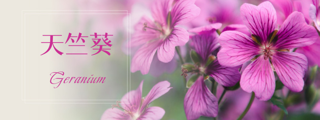 植物故事｜天竺葵
