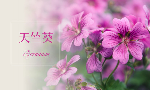 植物故事｜天竺葵