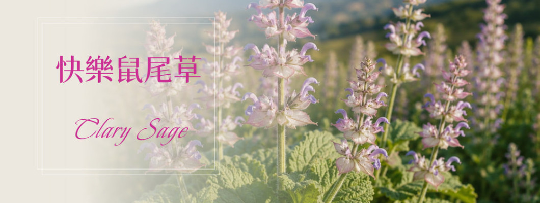 植物故事│快樂鼠尾草