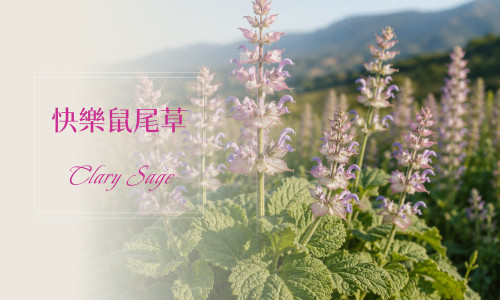 植物故事│快樂鼠尾草