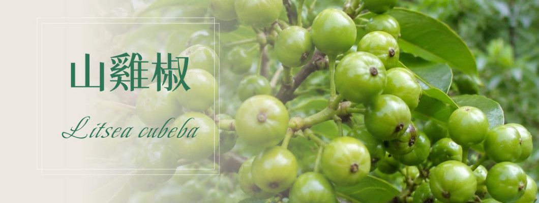 植物故事│山雞椒