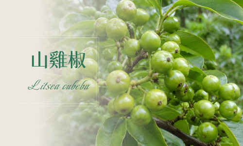 植物故事│山雞椒