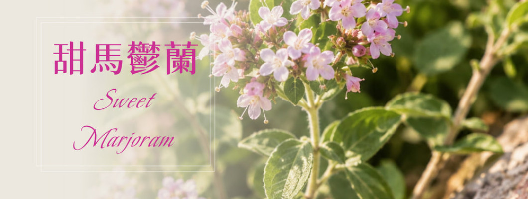 植物故事│甜馬鬱蘭