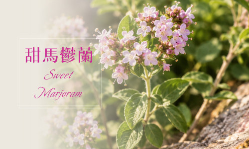 植物故事│甜馬鬱蘭